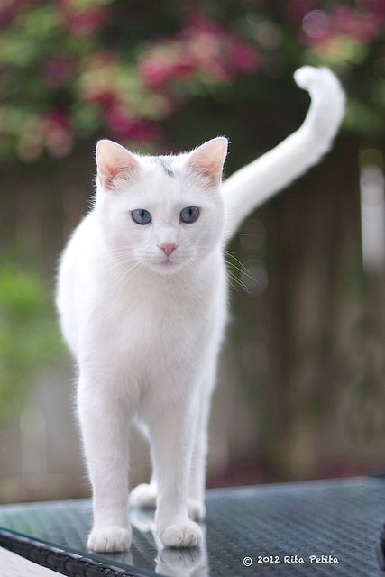 White cat - Meet Mr. Finn - he's a beauty!