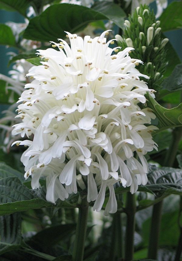 The white-flowered variety of Justicia carnea, the...