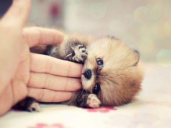 50 Adorable Animals To Melt Your Heart | The Desig...