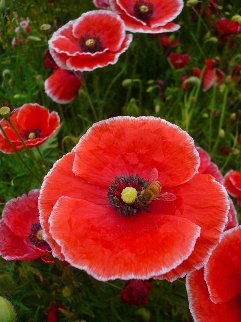 ~Red papaver Shirley poppies