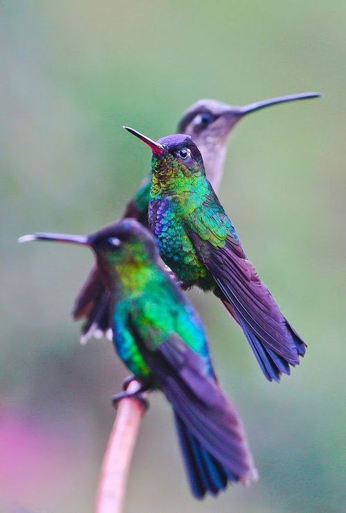 expression-venusia:  Hummingbirds — phot Exp...