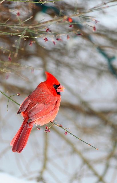 Cardinal.  I love seeing the cardinals at my bird...