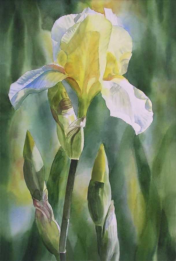 Yellow Iris With Buds Painting - Sharon Freeman