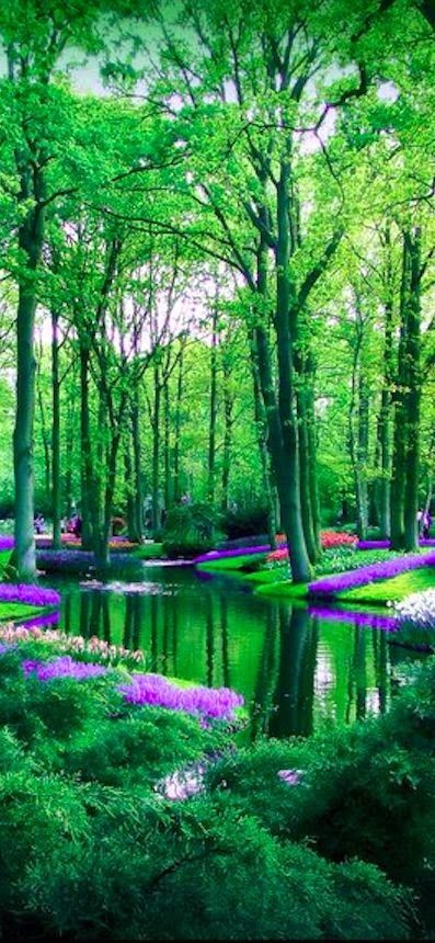 Keukenhof flower garden in Lisse, Netherlands