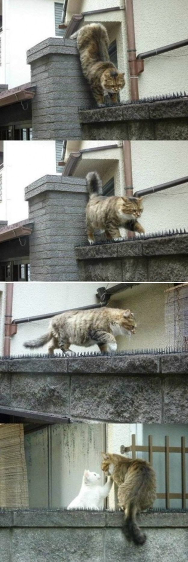 Cat Who Will Do Anything For His Love | 31 Cats Yo...