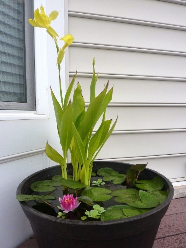Cool idea for a water garden instead of putting in...