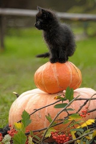 An everyday black cat becomes symbolic once a year...