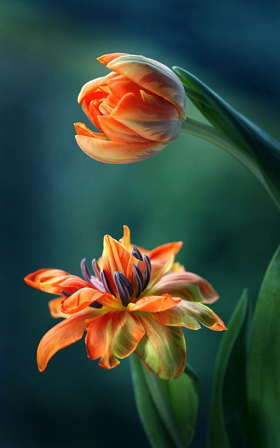 ~~Tulips by Mycatherina~~