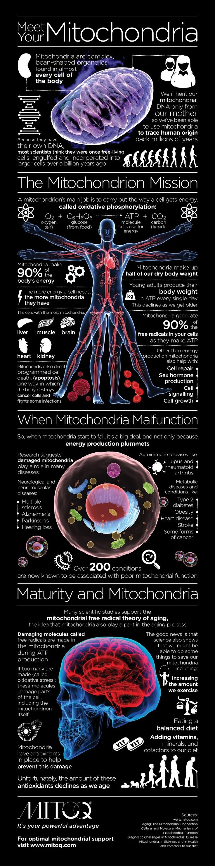 Meet Your Mitochondria #infographic #Health Mitoch...