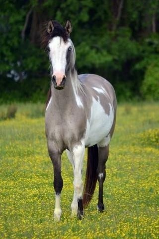 This horse is a paint/pinto (once again pretty muc...