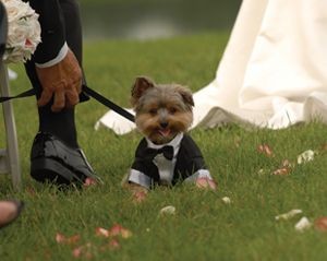 Tips for having your dog in your wedding.....HAHAH...