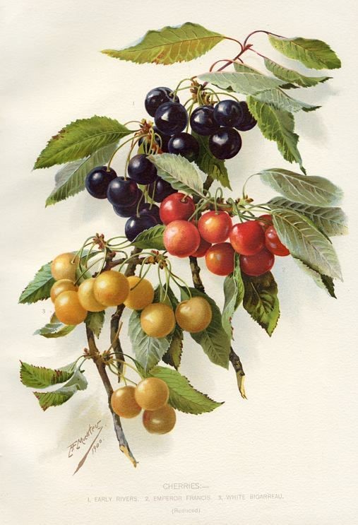 vintage botanical print | Cherries - 1.Early River...
