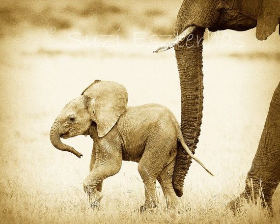 Safari Nursery Decor, BABY ELEPHANT PHOTO, 8 X 10...