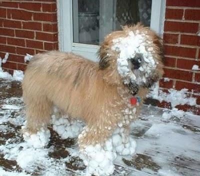 The dog who starts to hate children in the winter,...