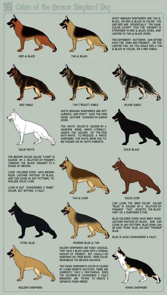 German Shepherd Colorings...didn't know there was...