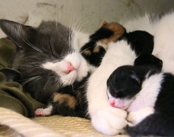 Cat mama wraps her tiny day old babies around her,...