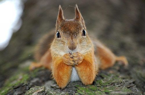 Cute animals. Squirrel. 25 Cute Animals Pictures T...