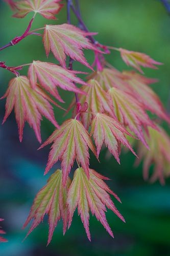New leaves Acer palmatum 'Orange dream' in spring...
