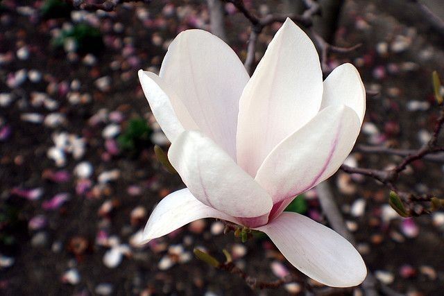 Le magnolia fournit de belles fleurs odorantes mai...