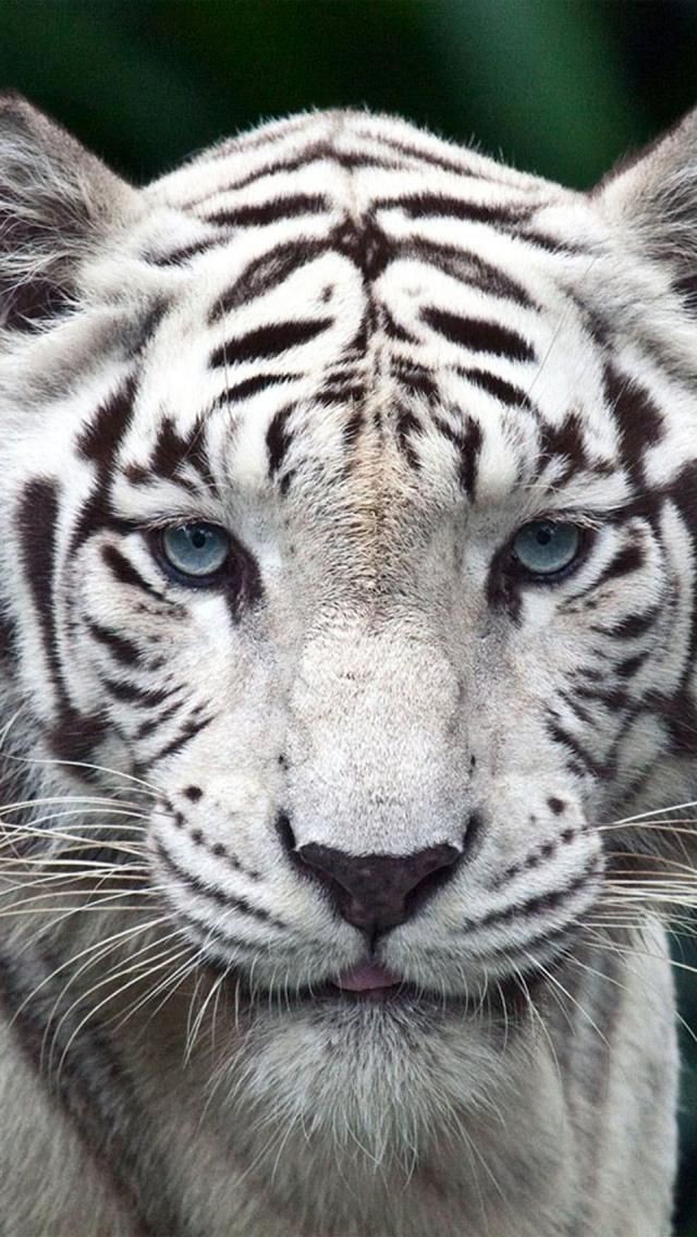 White Tiger - Blue eye creature,  guide us through...