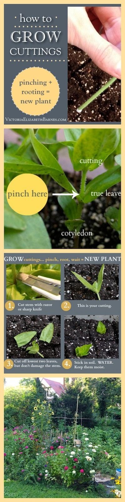 How to grow plant cuttings. Step-by-step instructi...