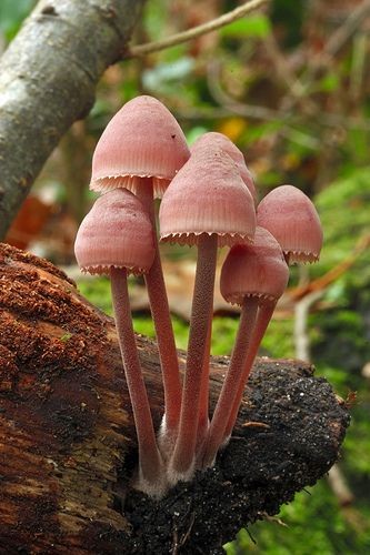 **Mycena Haematopus   "Can Mushrooms Save the Plan...