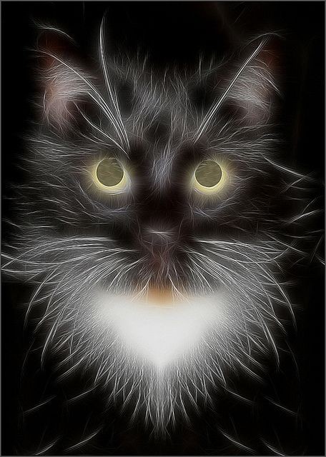 Black Cat Fractalius by  Bahman Farzad, via Flickr