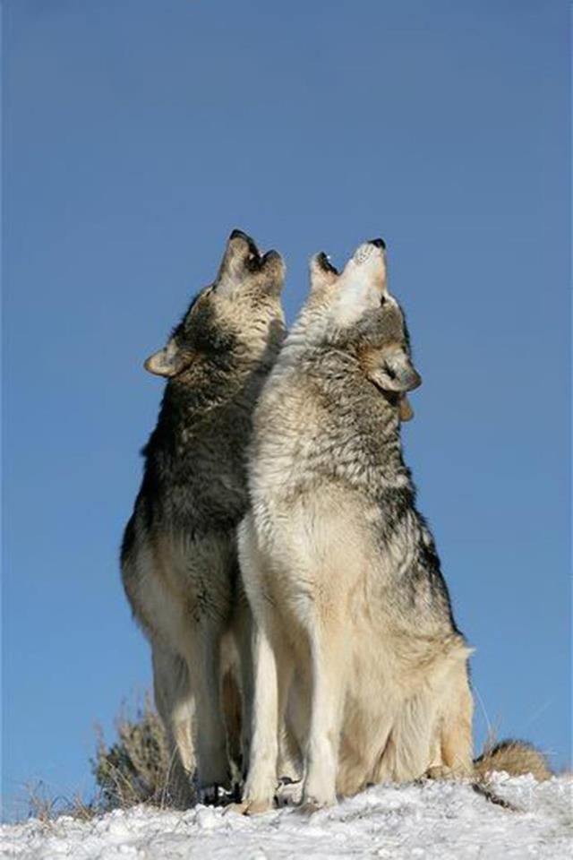 Love the sound of wolves howling. So beautiful sou...