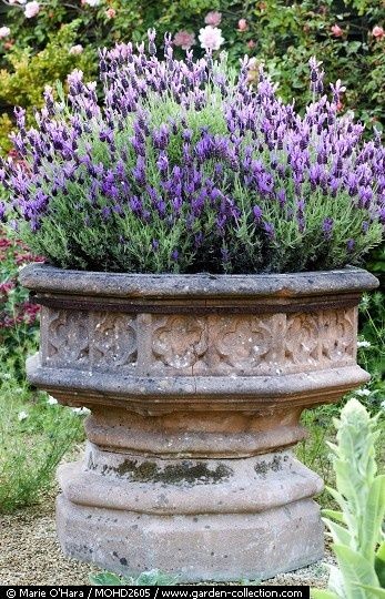Lavender in a pot. Easy. Comes back every year. Ju...
