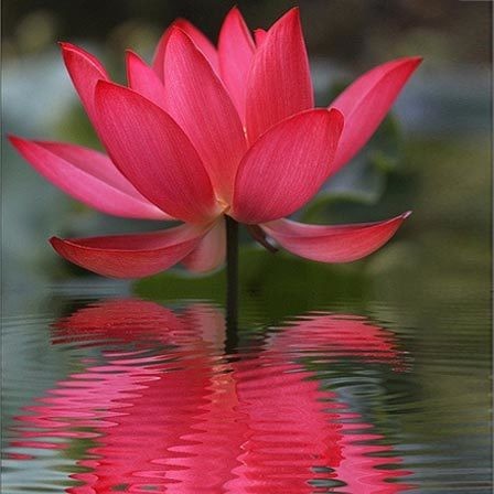 The lotus plant belongs to the Nillumbik genus and...