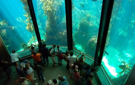 San francisco aquarium is home to over 50 Sharks a...