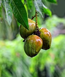 Mangifera indica, commonly known as mango, is a sp...