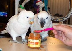 Healthy Snack Ideas for your parrot. #Parrots #Avi...