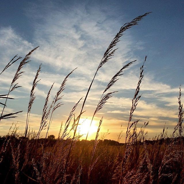 Gorgeous Prairie Grass shot by Ronnie Miller Photo...