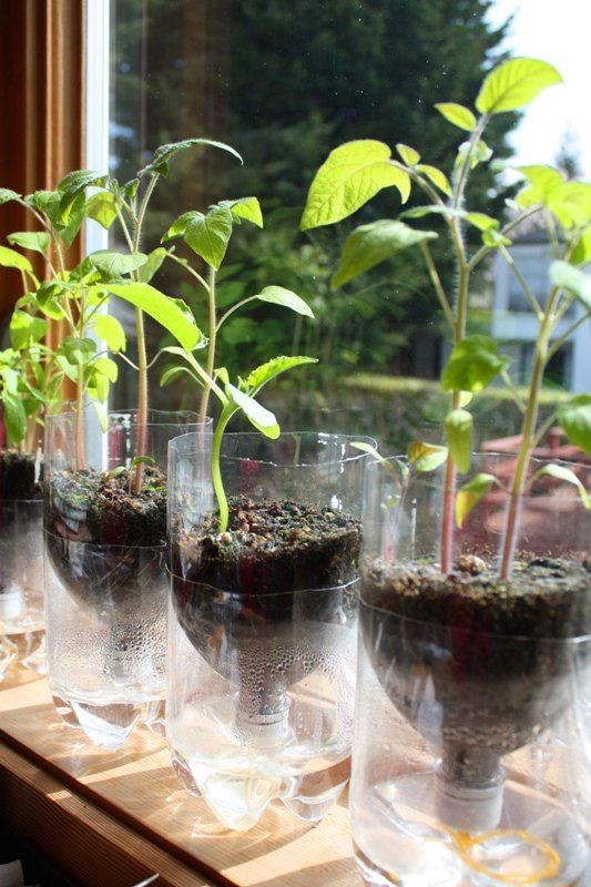 Self-Watering Seed Starter Pots...Next spring!!!!!...