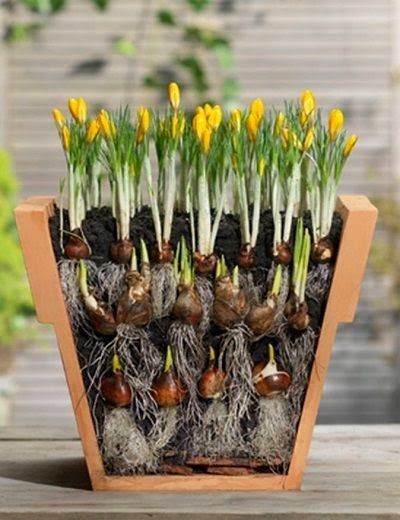 Bulb-stacking for more blooms...I can't wait for s...