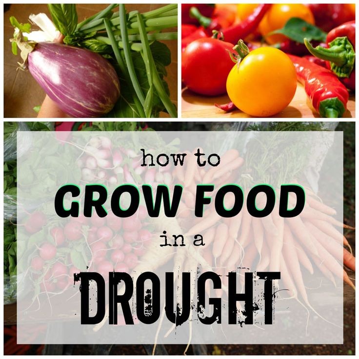 Drought isn't the idea condition for vegetable gro...