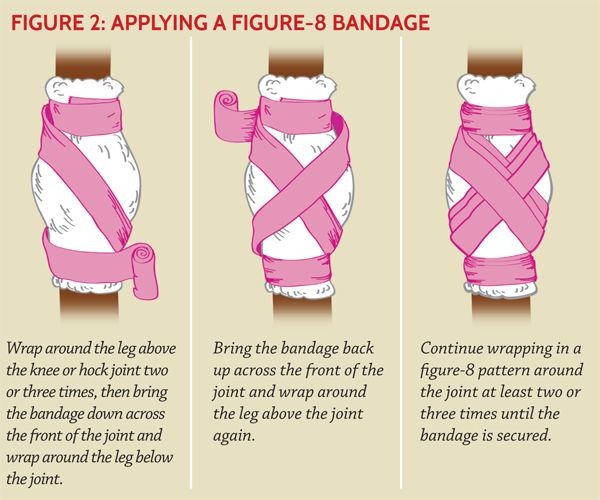 bandaging the hock, equine first aid, sounded hors...