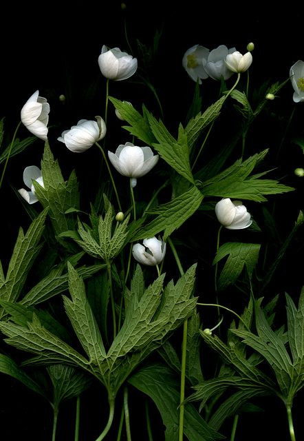 54342-01 Anemone canadensis