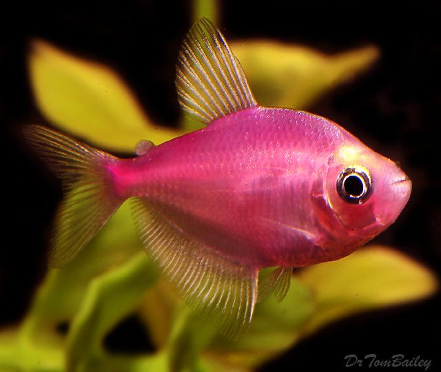 Strawberry Tetra Fish! Awe! A lil friend for my Ab...