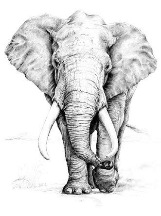 'African Elephant graphite pencil drawing by Linda...