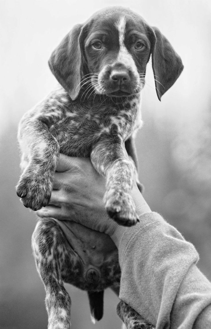 German Shorthair Pointer puppy. We saw some of the...