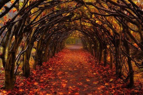 Autumn Tunnel, Christchurch, New Zealand