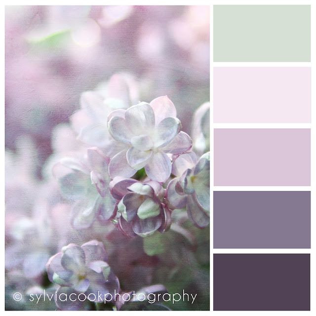 #lilacs #sylviacookphotography