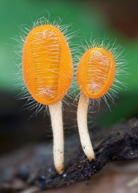 Cookiena tricholoma by MycoImage, via Flickr, take...