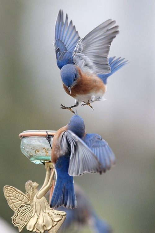 bluebirds - coming in for a landing!  ************...