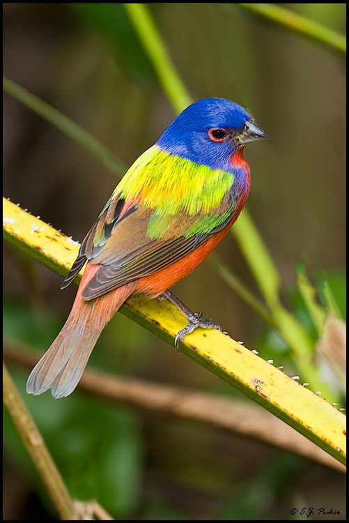 Painted Bunting by E.J. Peiker