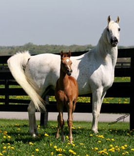 Penny Lane Arabians