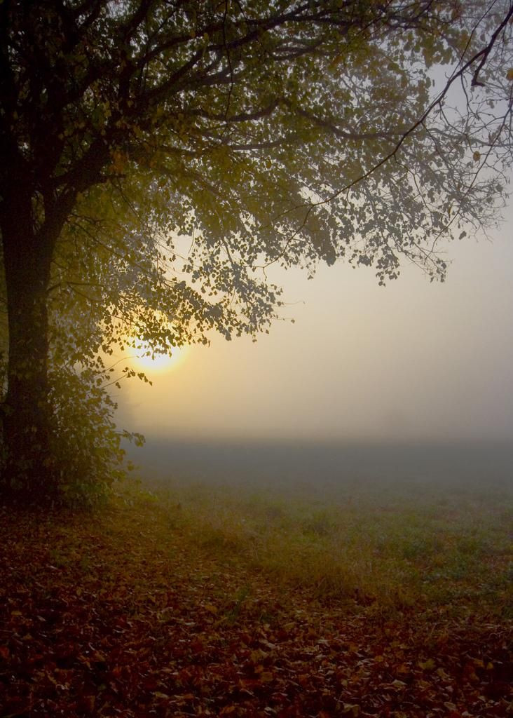 Autumn Mist by Nick Owen - Pixdaus