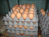 How to Clean and Store Your Home-Grown Chicken Egg...